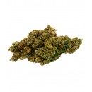 Mango Haze GH CBD 10 gramos - Hii CBD